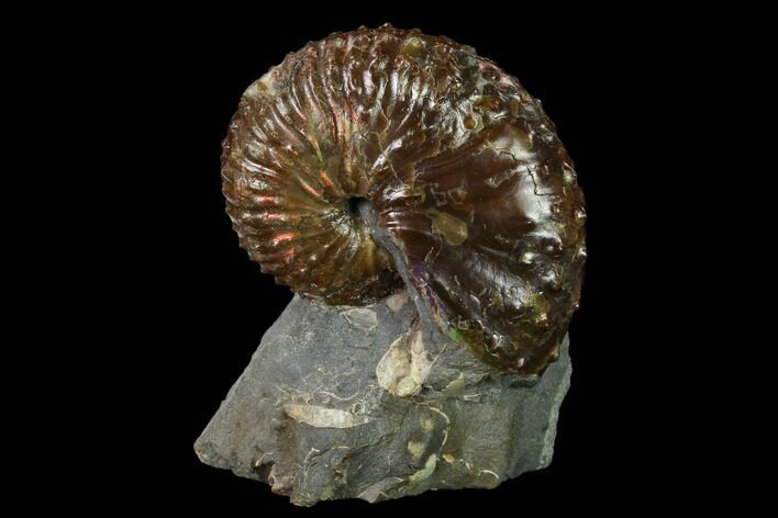 Red, Iridescent Discoscaphites Gulosus Ammonite - South Dakota #155430